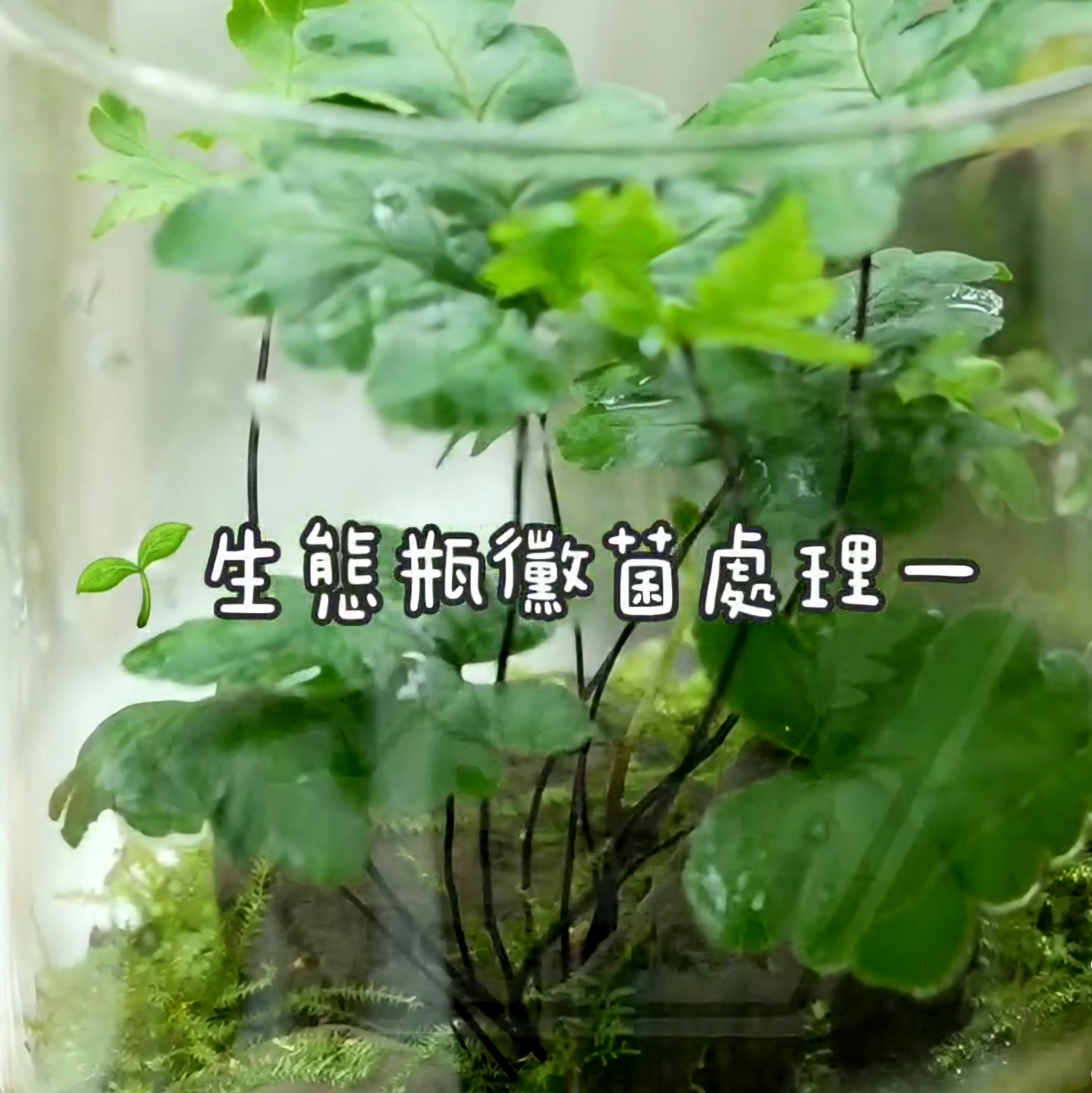 生態瓶黴菌處理一