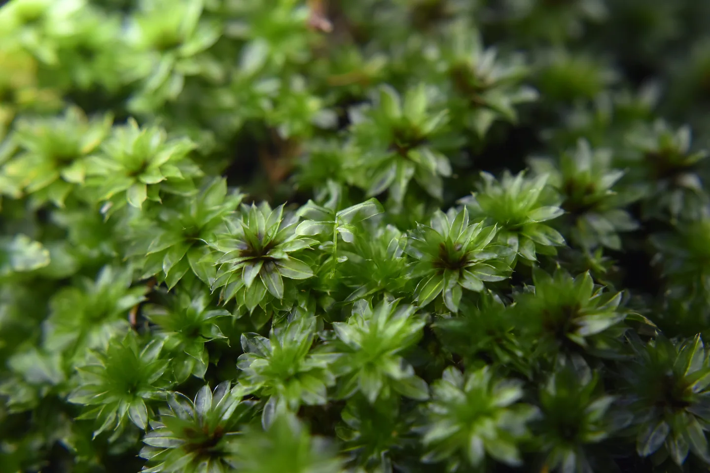 比拉真苔｜Bryum billarderii Schwaegr.