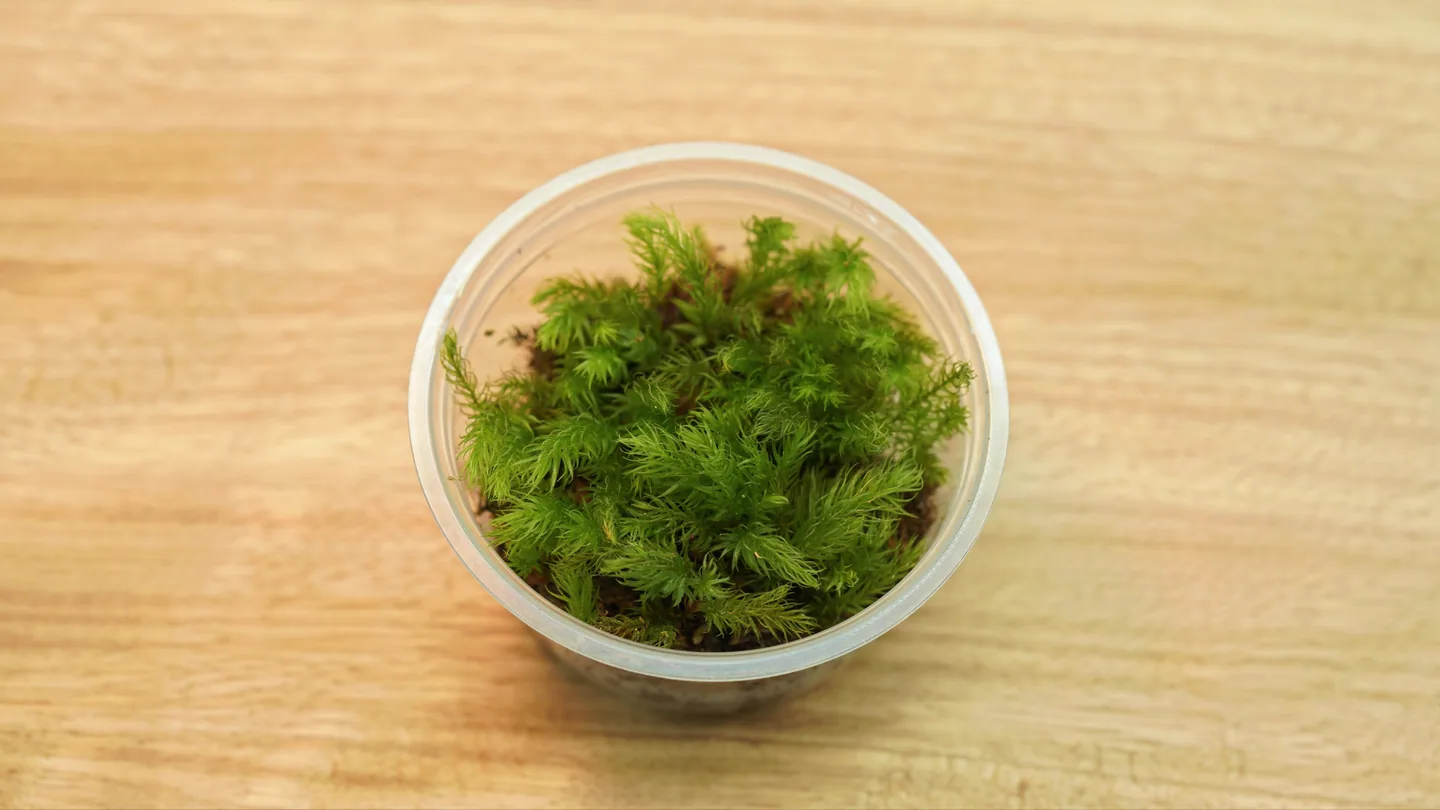 燄苔｜Pyrrhobryum