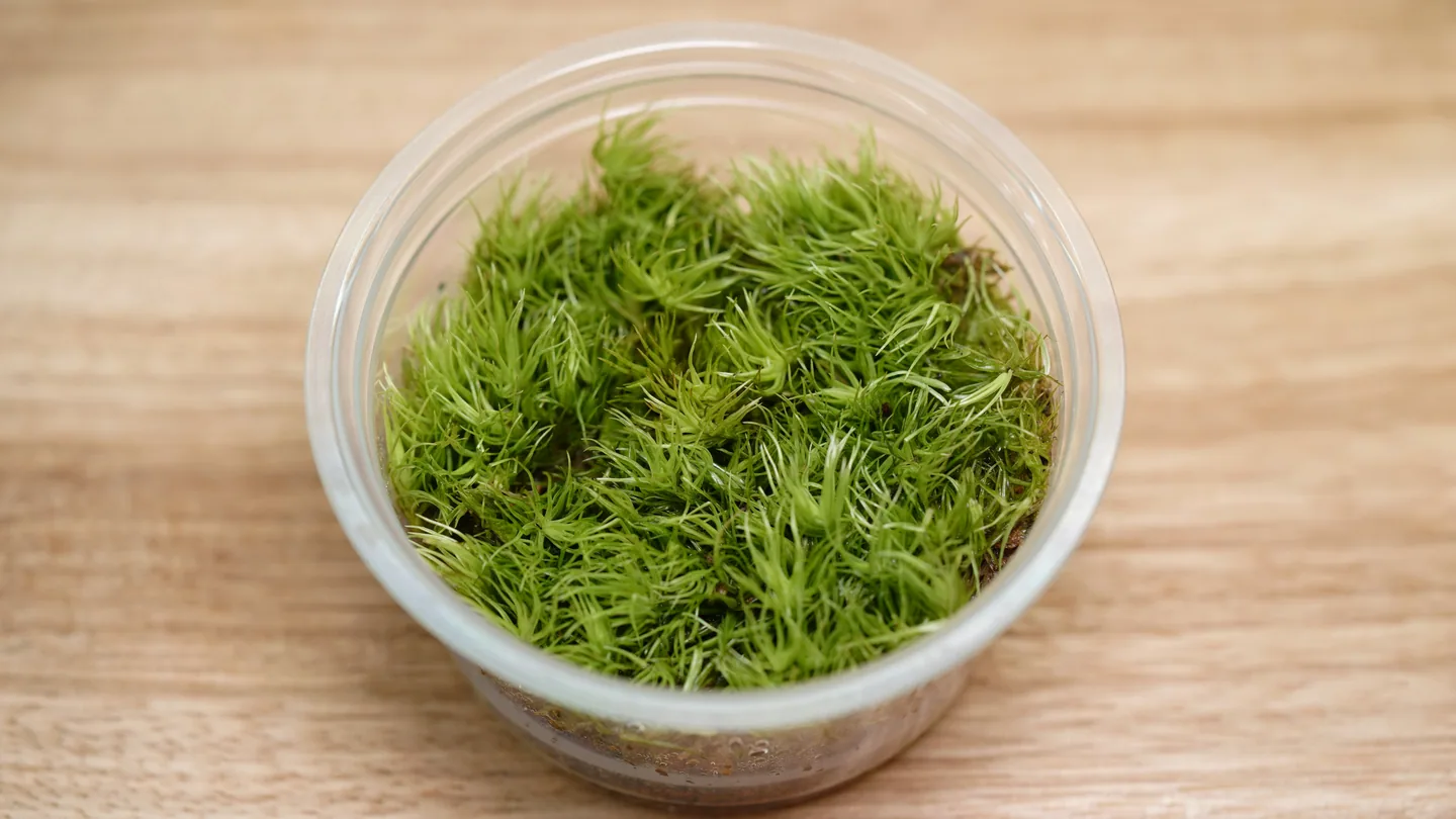 白髮苔｜Leucobryum