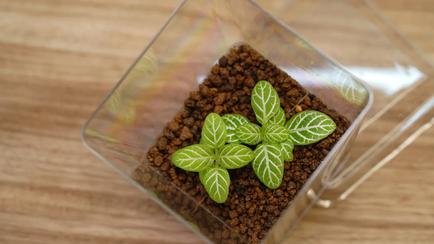 網紋草