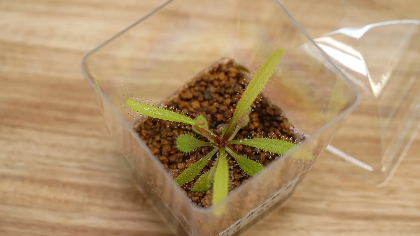 阿蒂露毛氈苔