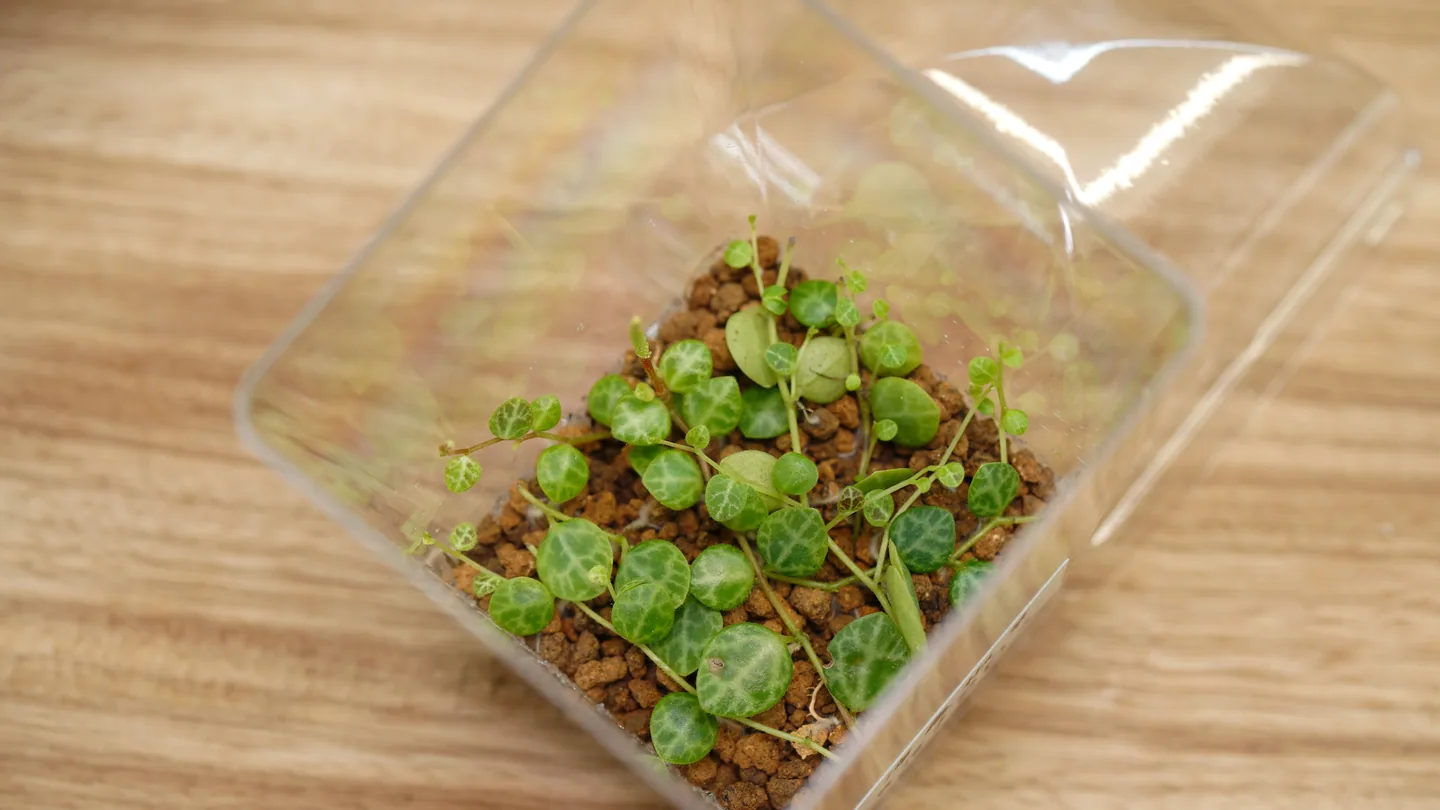 海龜椒草