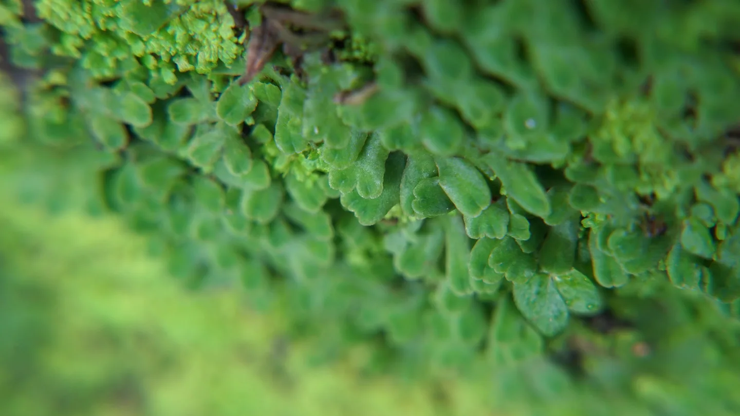 錢蘚｜Riccia glauca L.
