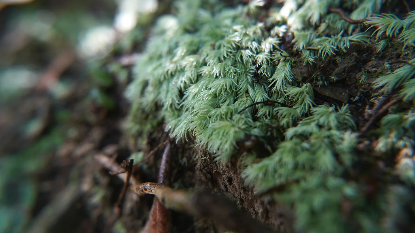 糙葉白髮｜Lecobryum scaberulum