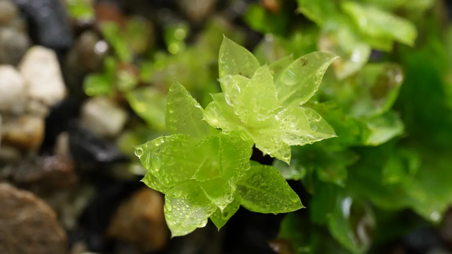 暖地大葉苔｜Rhodobryum giganteum