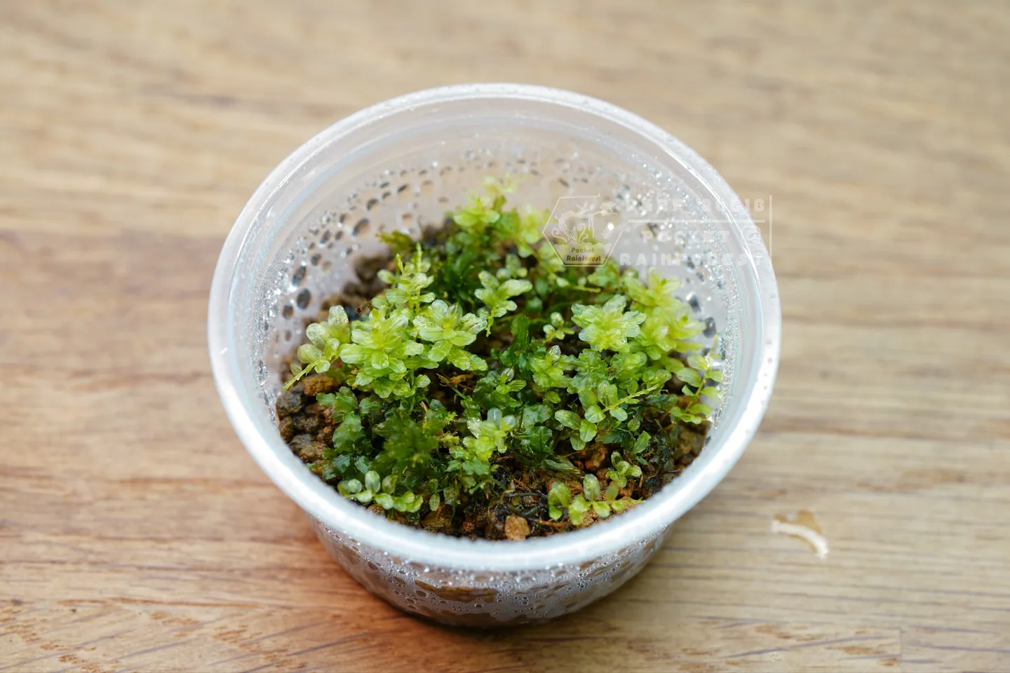 大葉走燈苔｜Plagiomnium succulentum
