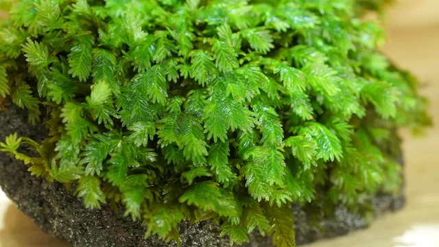 大鳳尾苔｜Fissidens
