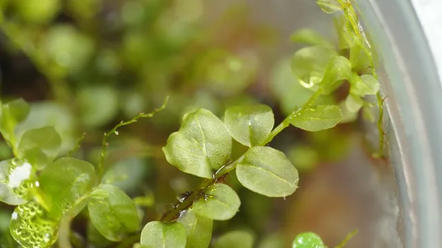 大葉走燈苔｜Plagiomnium succulentum