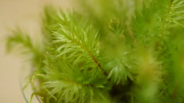 燄苔｜Pyrrhobryum