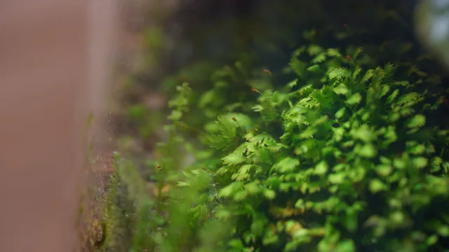 小鳳尾苔｜Fissidens