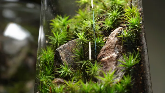 金髮苔｜Polytrichum