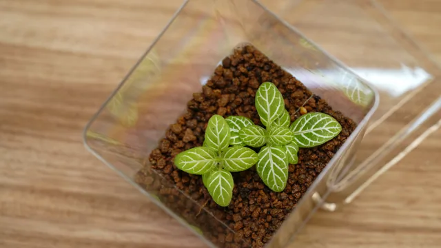 網紋草