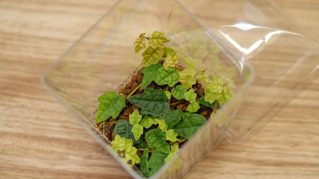 楓葉薜荔
