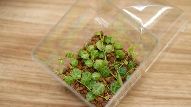 海龜椒草