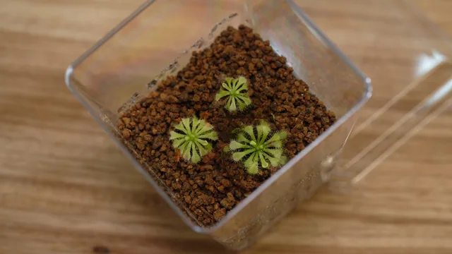 毛氈苔