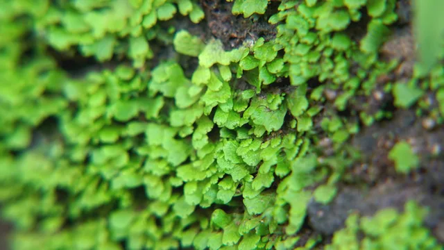 綠葉光蘚｜Cyathodium smaragdinum