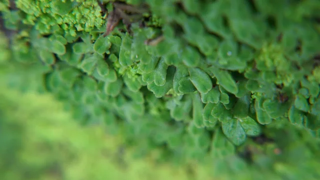 錢蘚｜Riccia glauca L.