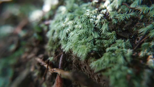 糙葉白髮｜Lecobryum scaberulum