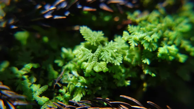 絨蘚｜Trichocolea tomentella