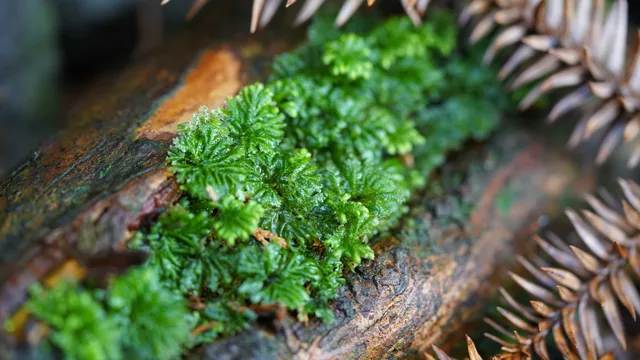 孔雀苔｜Hypopterygium