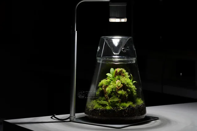苔蘚育植燈｜Moss Nurture Light