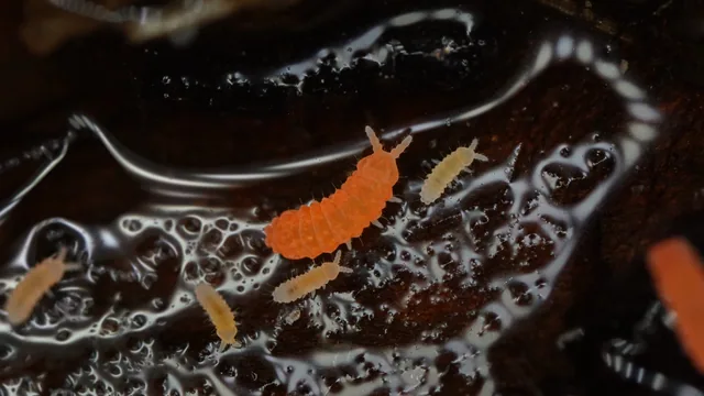 跳蟲