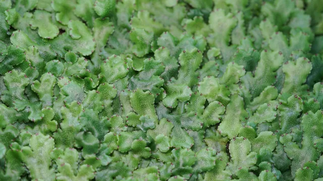 蛇蘚｜Conocephalum