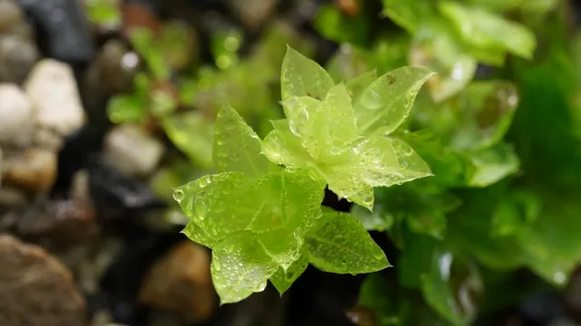 暖地大葉苔｜Rhodobryum giganteum