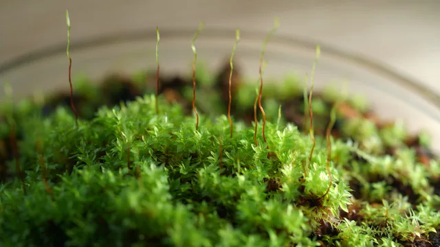 真苔｜Bryum